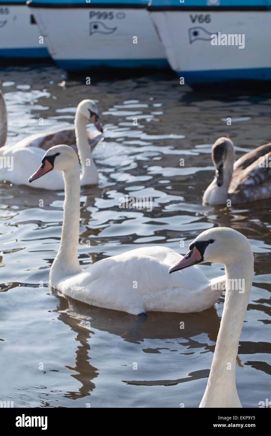 Cigni (Cygnus olor). Nessuno-allevamento uccelli di diverse epoche, in attesa di cibo mano-outs da visitatori umani a Norfolk Broads. Foto Stock