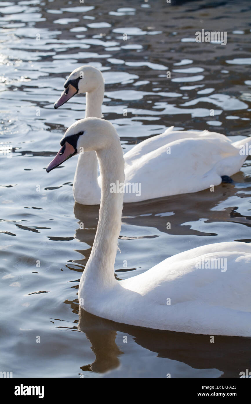 Cigni (Cygnus olor). Nessuno-volatili di allevamento in attesa di cibo mano-outs da visitatori umani a Norfolk Broads. In Inghilterra. Foto Stock