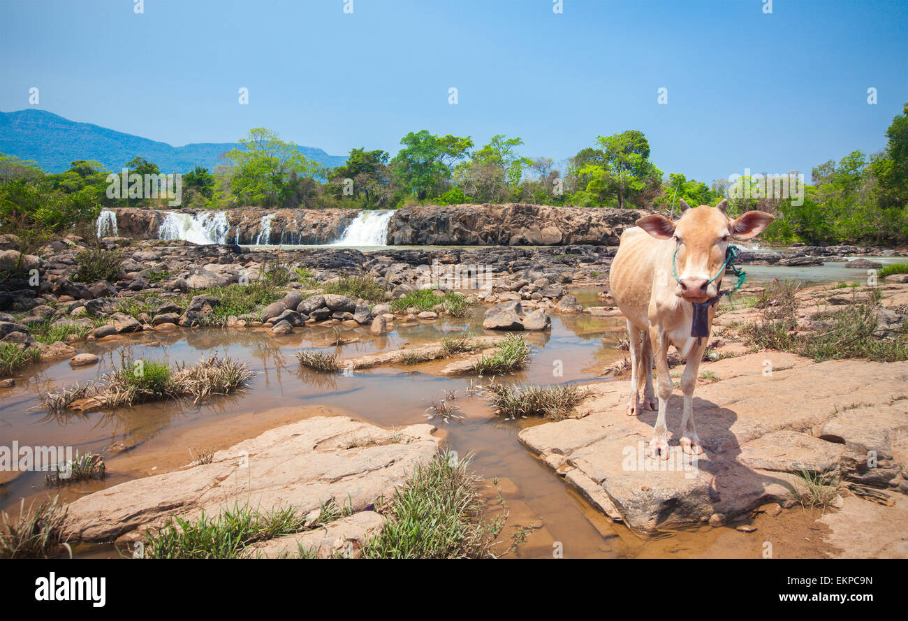 Vacca e cascata in Laos Foto Stock
