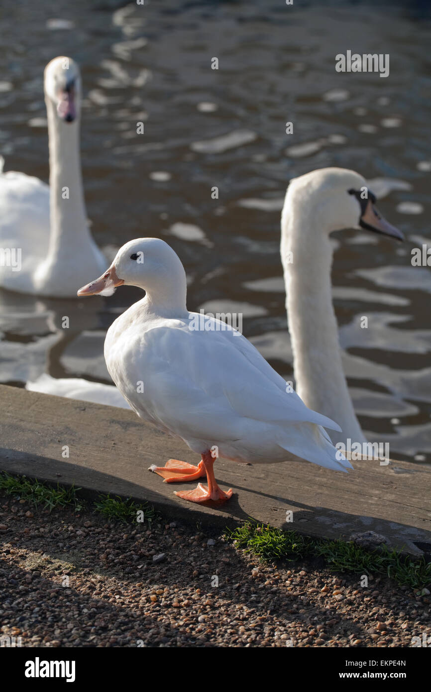 White il germano reale (Anas platyrhynchos). Variante Colore vivo tra cigni (Cygus olor), in attesa di cibo di dispense. Foto Stock