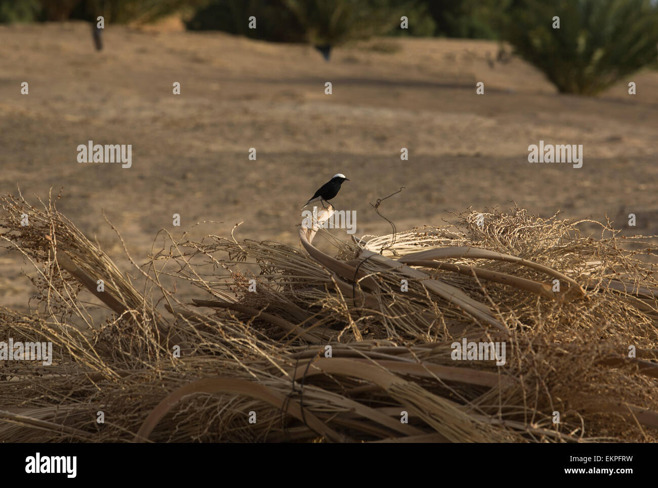 Un uccello bianco e nero s appollaiato su rami di palme, vicino a dune di Merzouga, Marocco Foto Stock