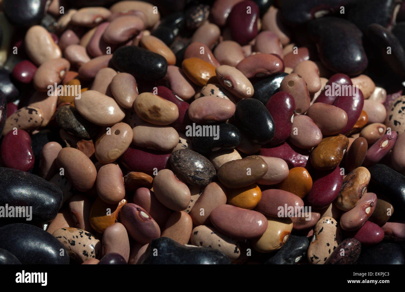 Multicolore di fagioli bianchi in 'Tepetlixpa Banca del seme', creato da Tomas Villanueva Buendia 'Tomaicito' Foto Stock