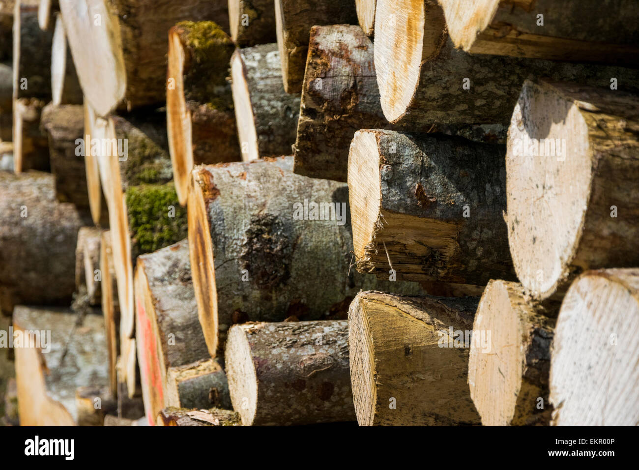 Un trito fino di legno. Foto Stock