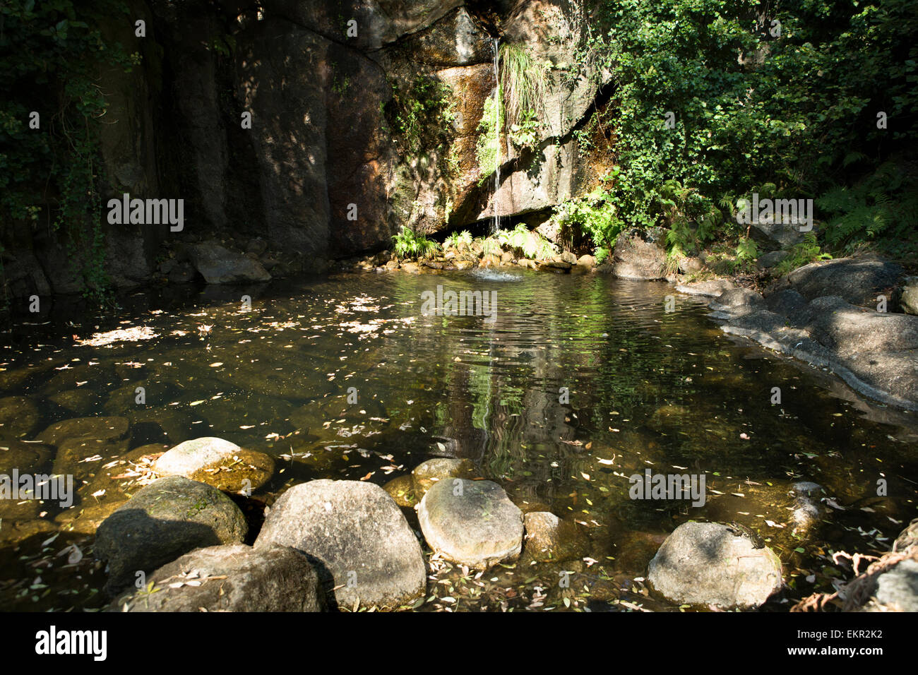 Rana solitaria su una roccia in acqua, pronto al grande salto. Estremadura, Spagna Foto Stock