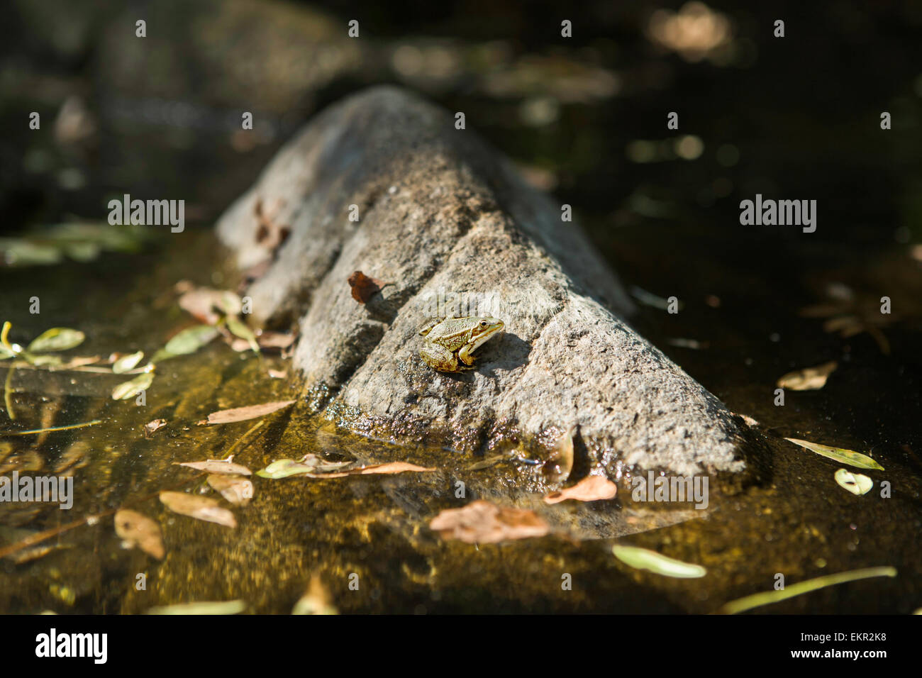 Rana solitaria su una roccia in acqua, pronto al grande salto. Estremadura, Spagna Foto Stock