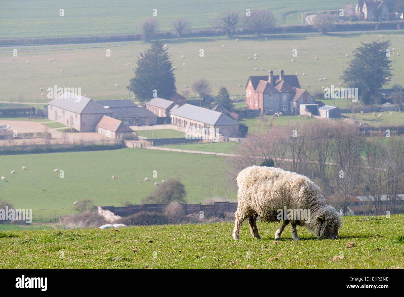 Un sondaggio Dorset pecore al pascolo su Haye è giù per la collina nella campagna inglese in South Downs National Park. West Dean Chichester West Sussex England Regno Unito Foto Stock