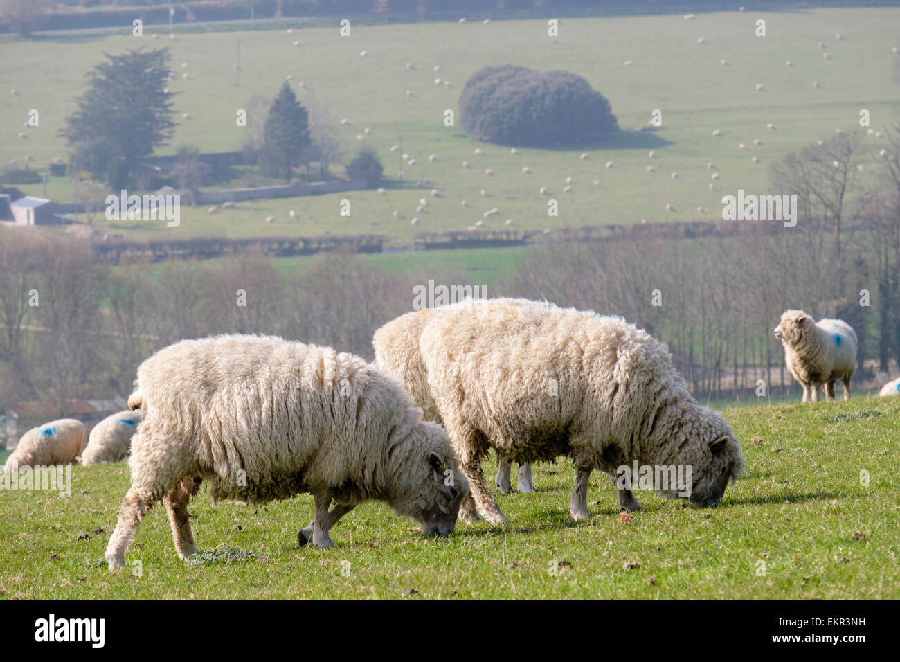 Un gregge di Poll Dorset pecore al pascolo su Haye è giù in South Downs Parco Nazionale di campagna. West Dean Chichester West Sussex England Regno Unito Gran Bretagna Foto Stock