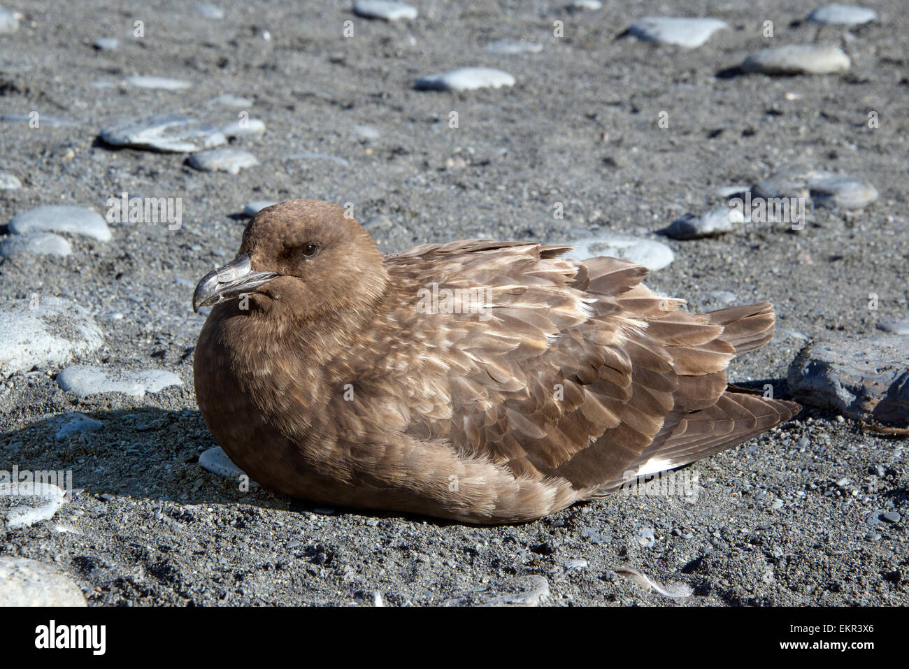 Marrone oro Skua Harbour Georgia del Sud Foto Stock