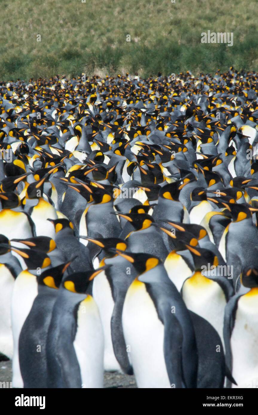 Close-up re grande colonia di pinguini Porto Oro Georgia del Sud Foto Stock