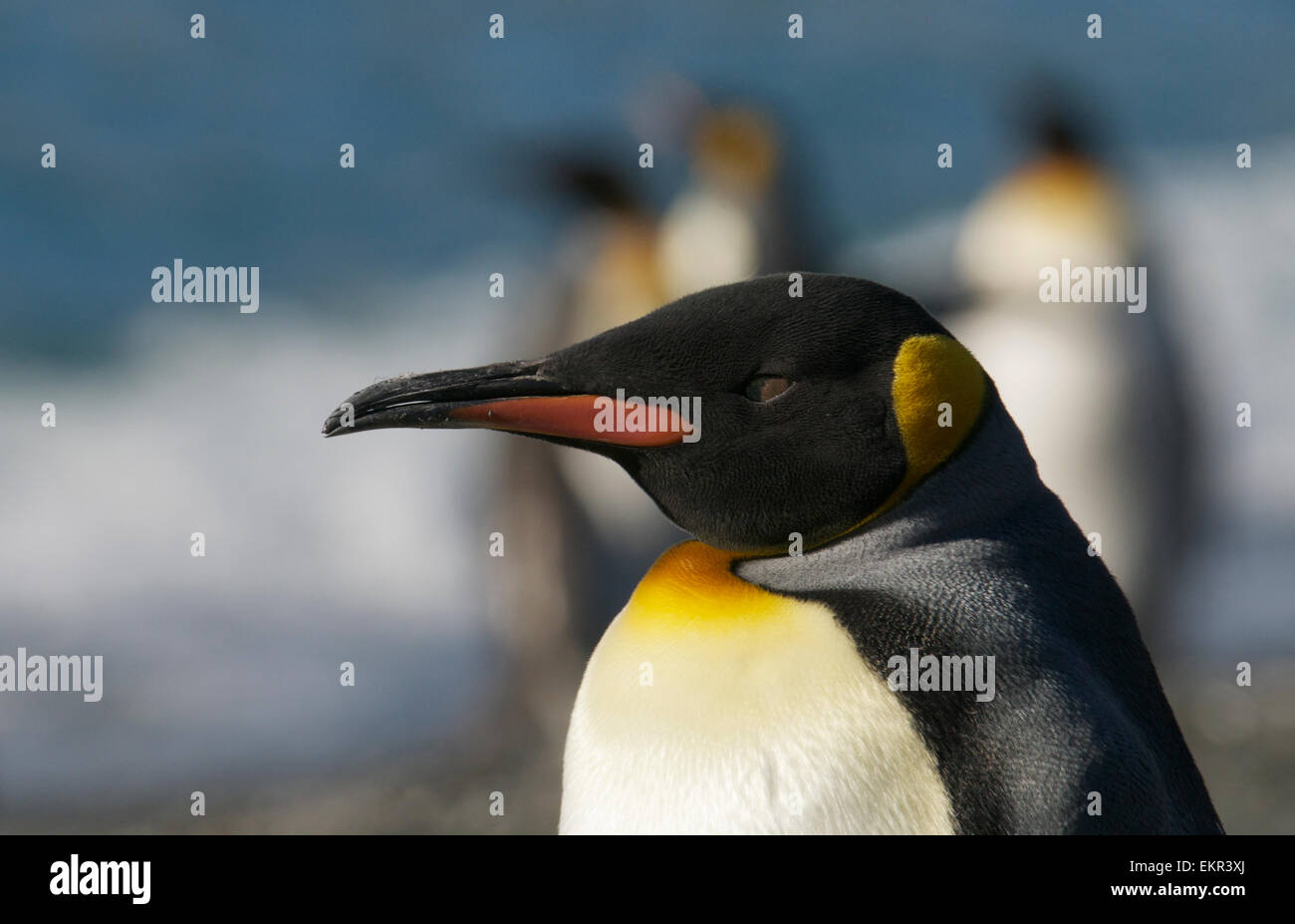 Close-up verticale re pinguino Porto Oro Georgia del Sud Foto Stock