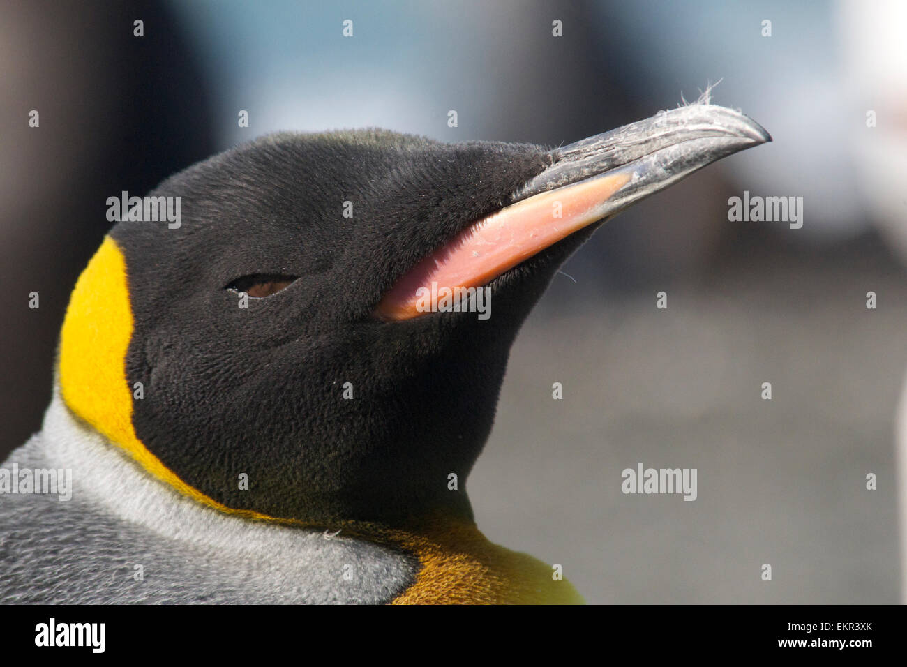 Big close-up verticale re pinguino Porto Oro Georgia del Sud Foto Stock