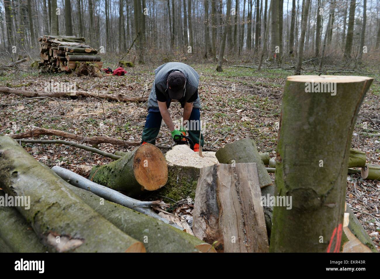 Macchinoso nella foresta, Germania, vicino alla città di Pöhlde, 11. Aprile 2015. Foto: Frank Maggio/picture alliance Foto Stock