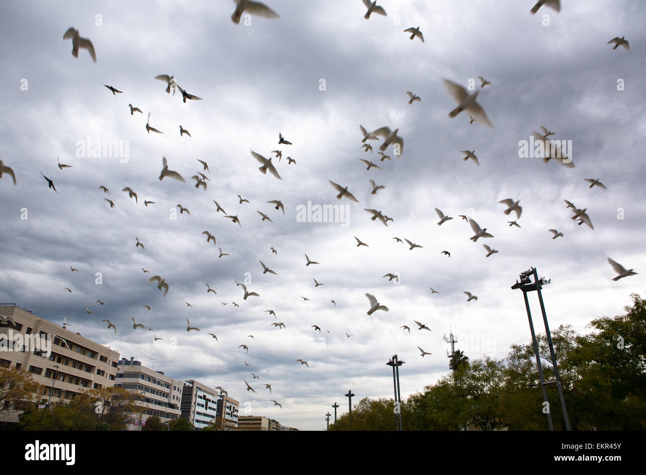 Molti piccioni in volo sulla città sfondo con cielo nuvoloso Foto Stock