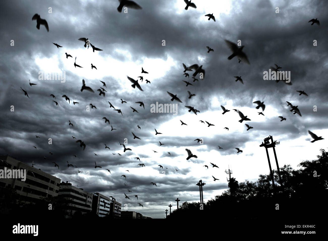 Molti piccioni in volo sulla città sfondo con cielo nuvoloso Foto Stock