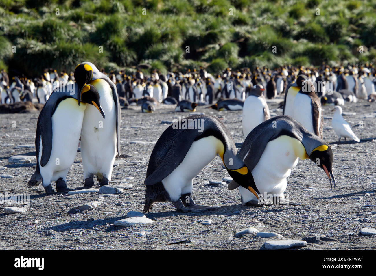 Due pinguini re le coppie di corteggiamento Porto Oro Georgia del Sud Foto Stock