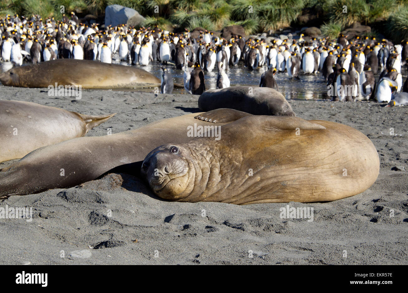 Giovani crogiolarsi guarnizione di elefante re la colonia di pinguini Porto Oro Georgia del Sud Foto Stock