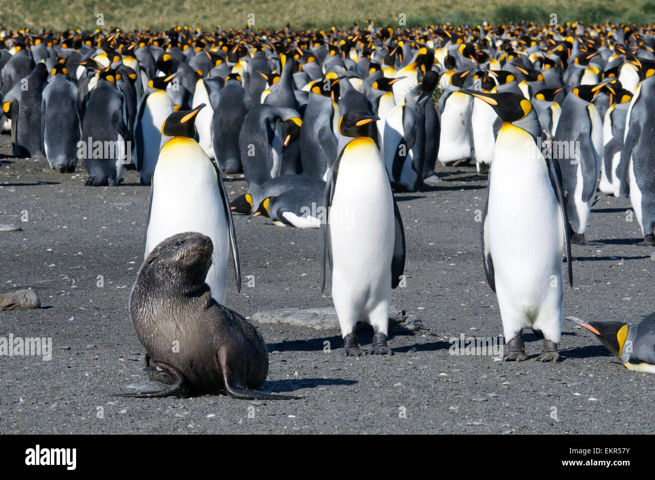 Pelliccia sigillo in re la colonia di pinguini Porto Oro Georgia del Sud Foto Stock