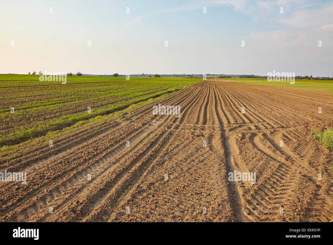 Agricoltura Foto Stock