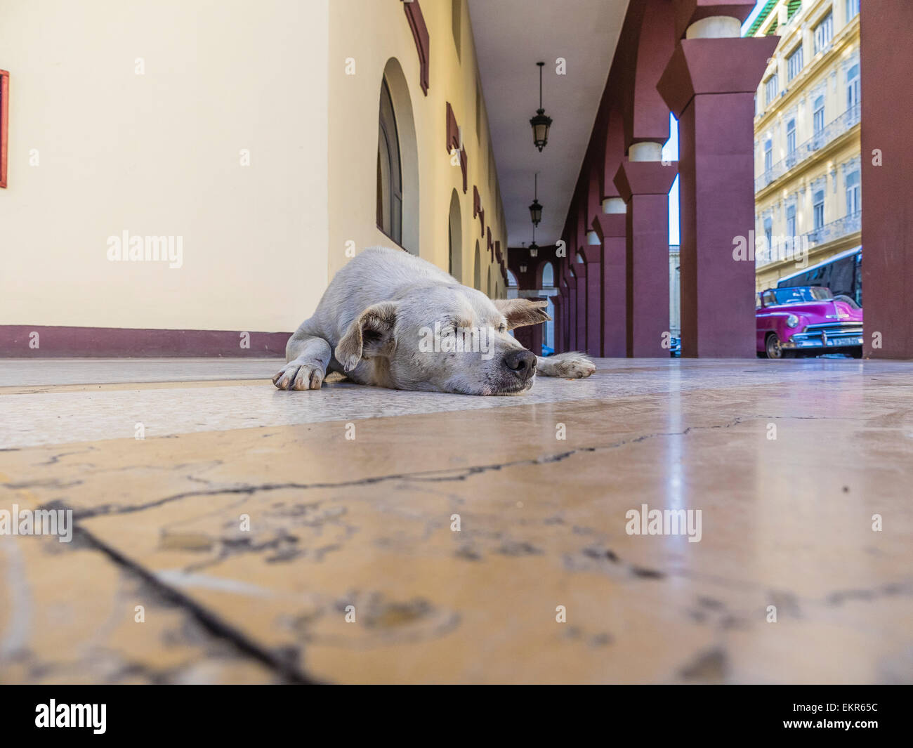 La testa di una zampa di un napping cane bianco in Havana chi è suono addormentato sul marciapiede di pietra al di fuori di un hotel a L'Avana. Foto Stock