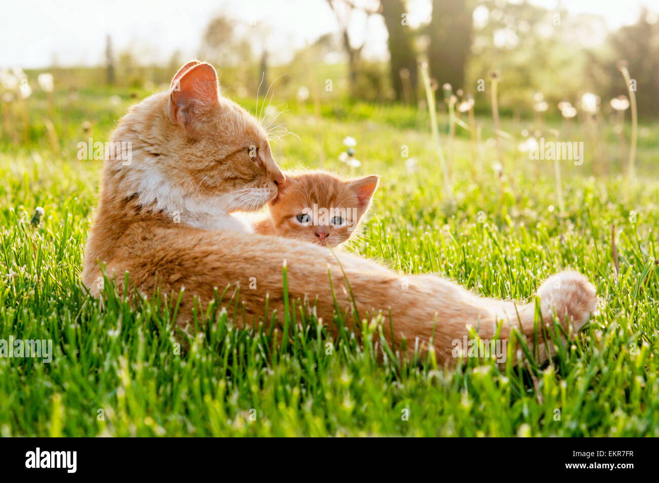 Momma cat peeking gattino Foto Stock