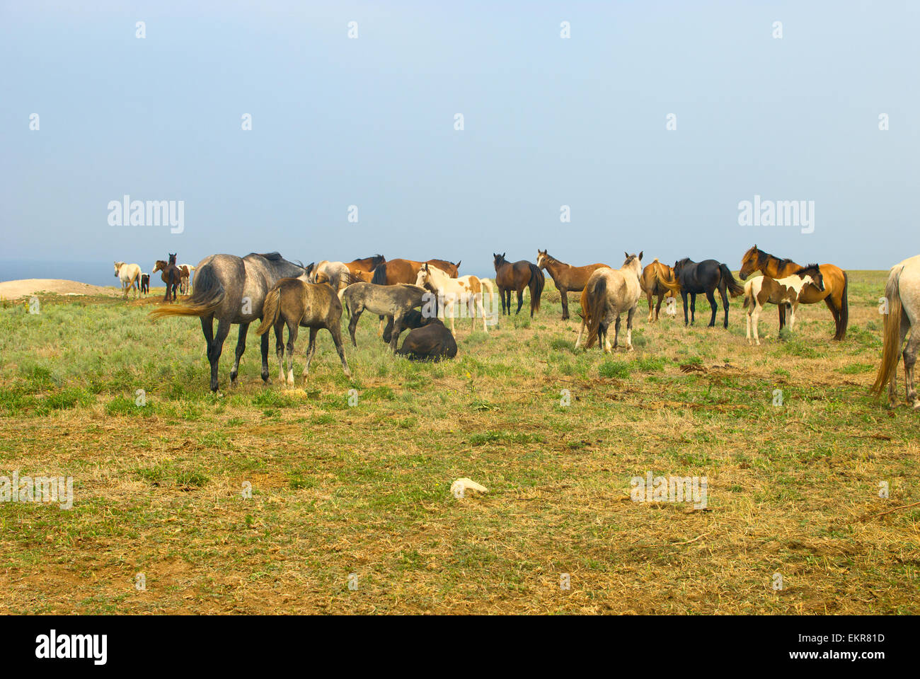 I cavalli in campo, di pascoli e di refrigerazione nel prato vicino al mare, allevamento di cavalli Foto Stock