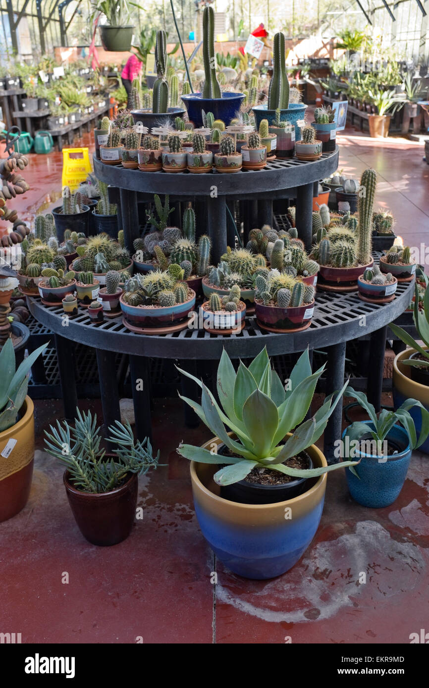 Cactus e piante grasse per la vendita, Tohono Chul Park, Tucson, Arizona Foto Stock