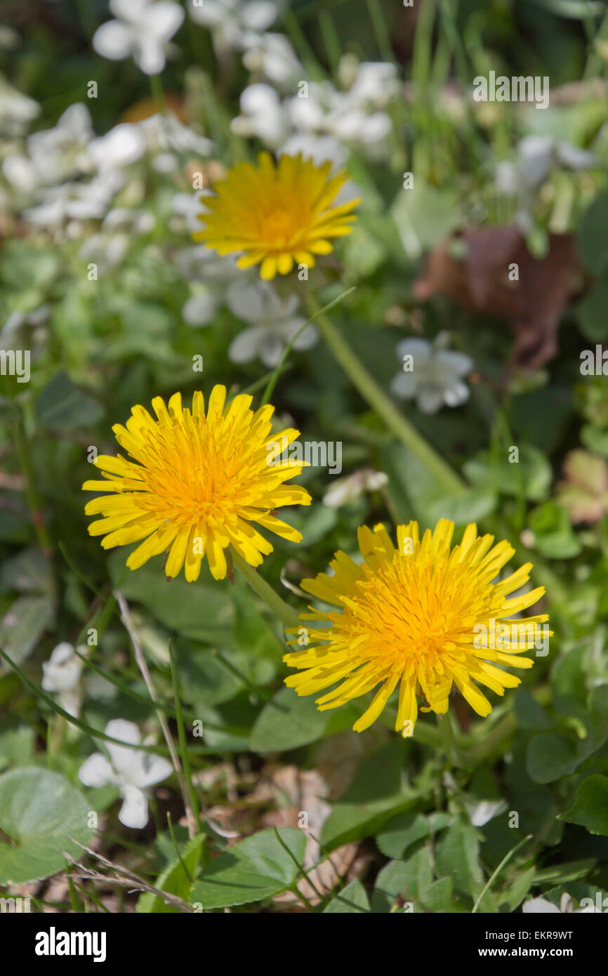 Close up di colore giallo brillante tarassaco fiori accanto a verde erba, fiori di colore bianco e di altri tipi di vegetazione in primavera Foto Stock