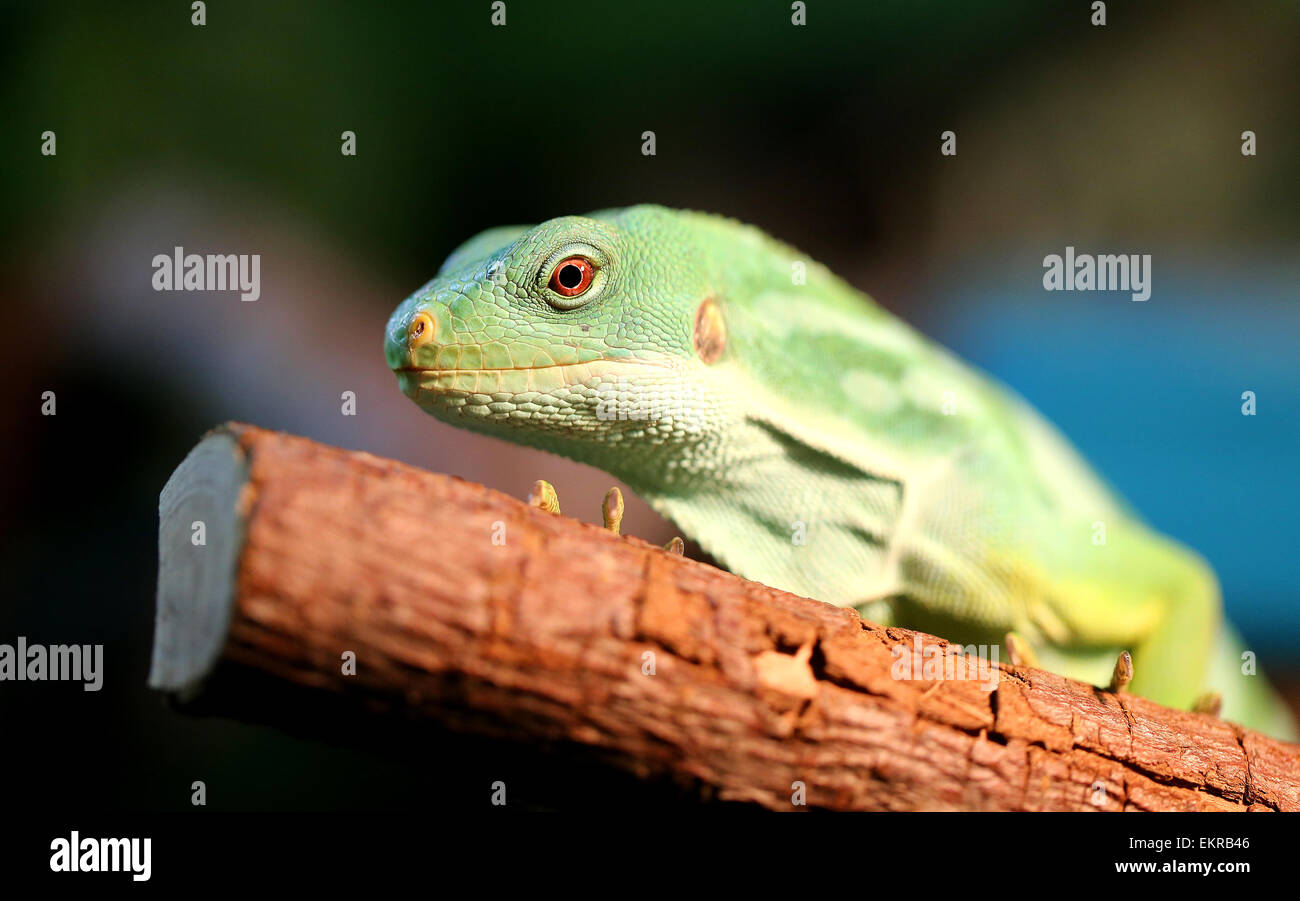 Bella e verde iguana un fotografato vicino fino Foto Stock