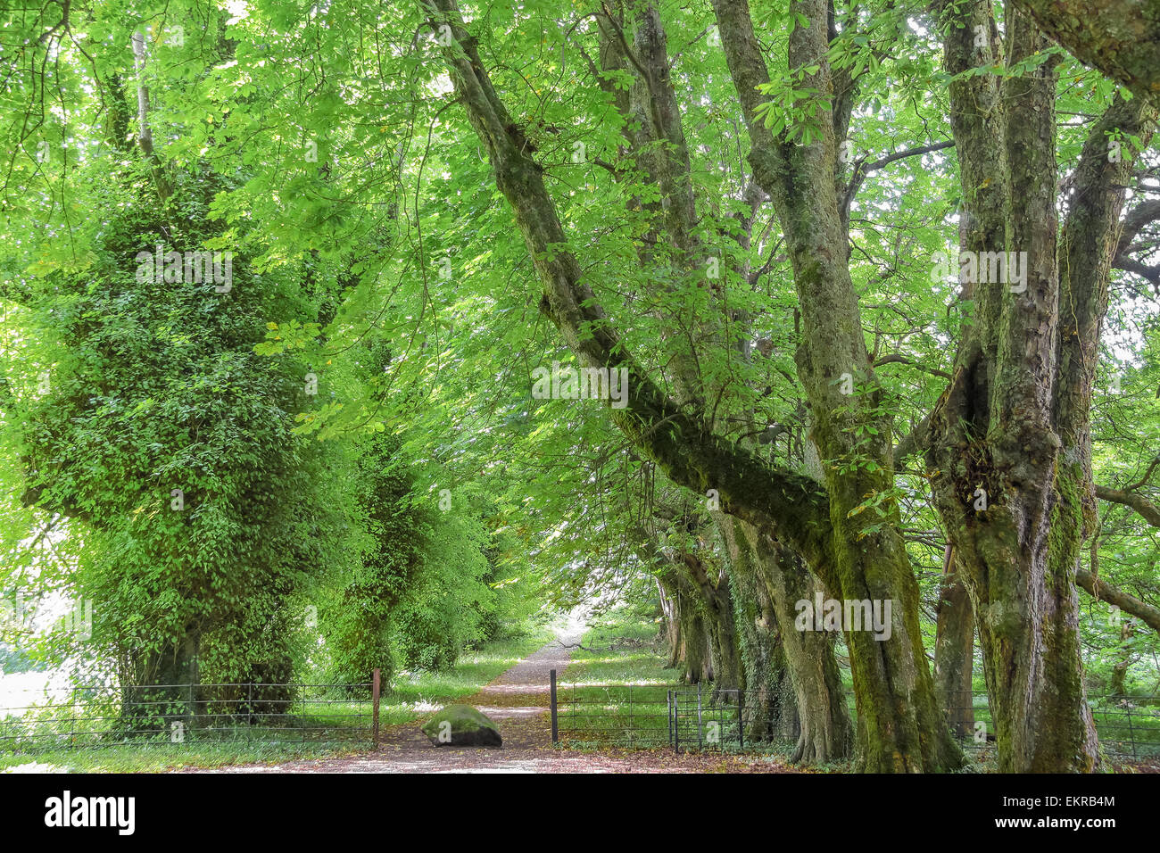 Green avenue con vecchi alberi di Muckross Abbey, nella contea di Kerry, Irlanda Foto Stock