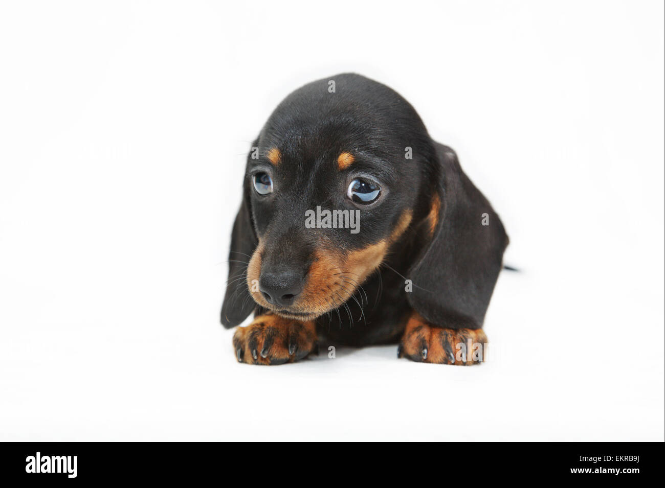 cucciolo di bassotto Foto Stock