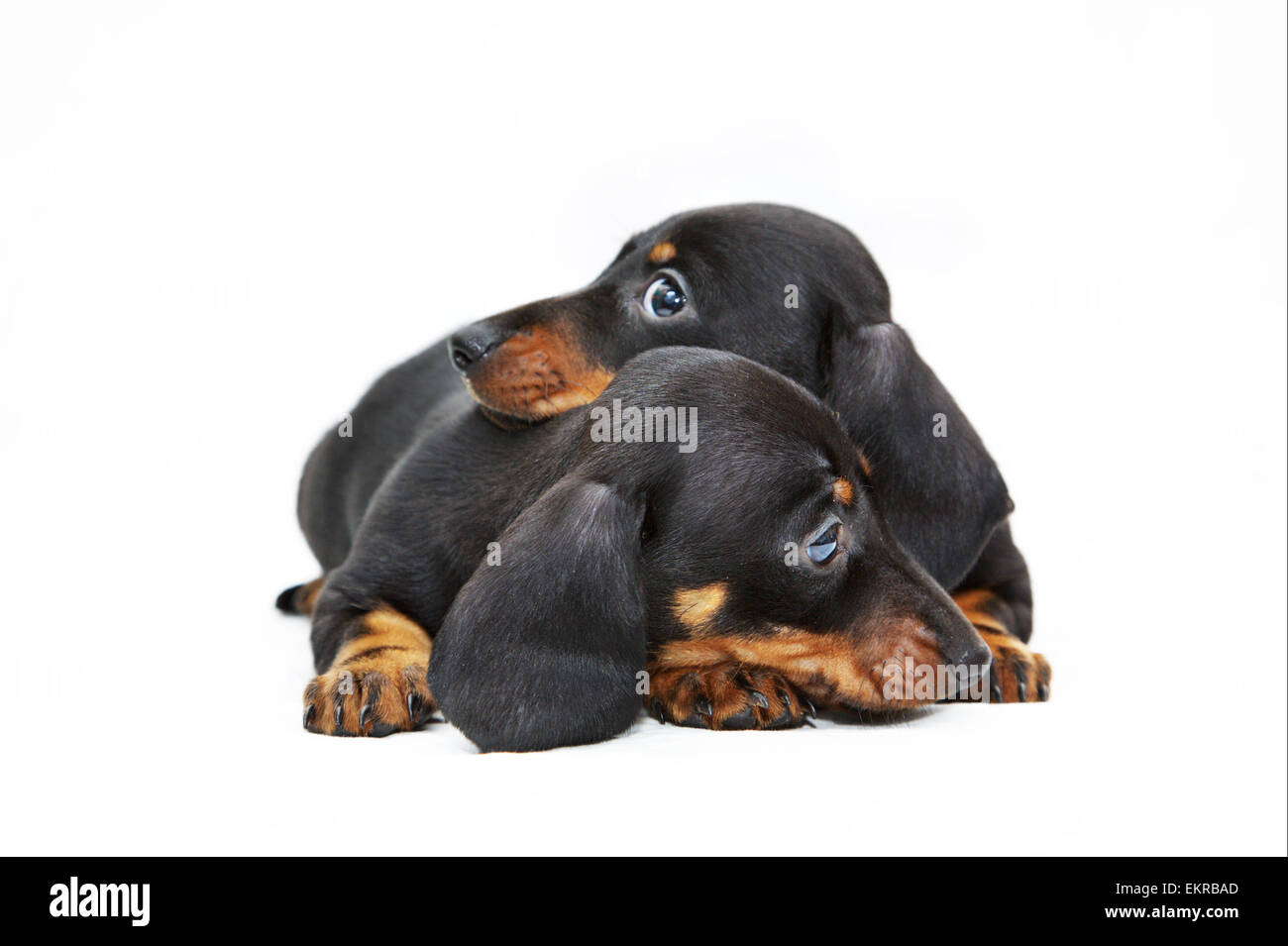 Due Cuccioli bassotto Foto Stock