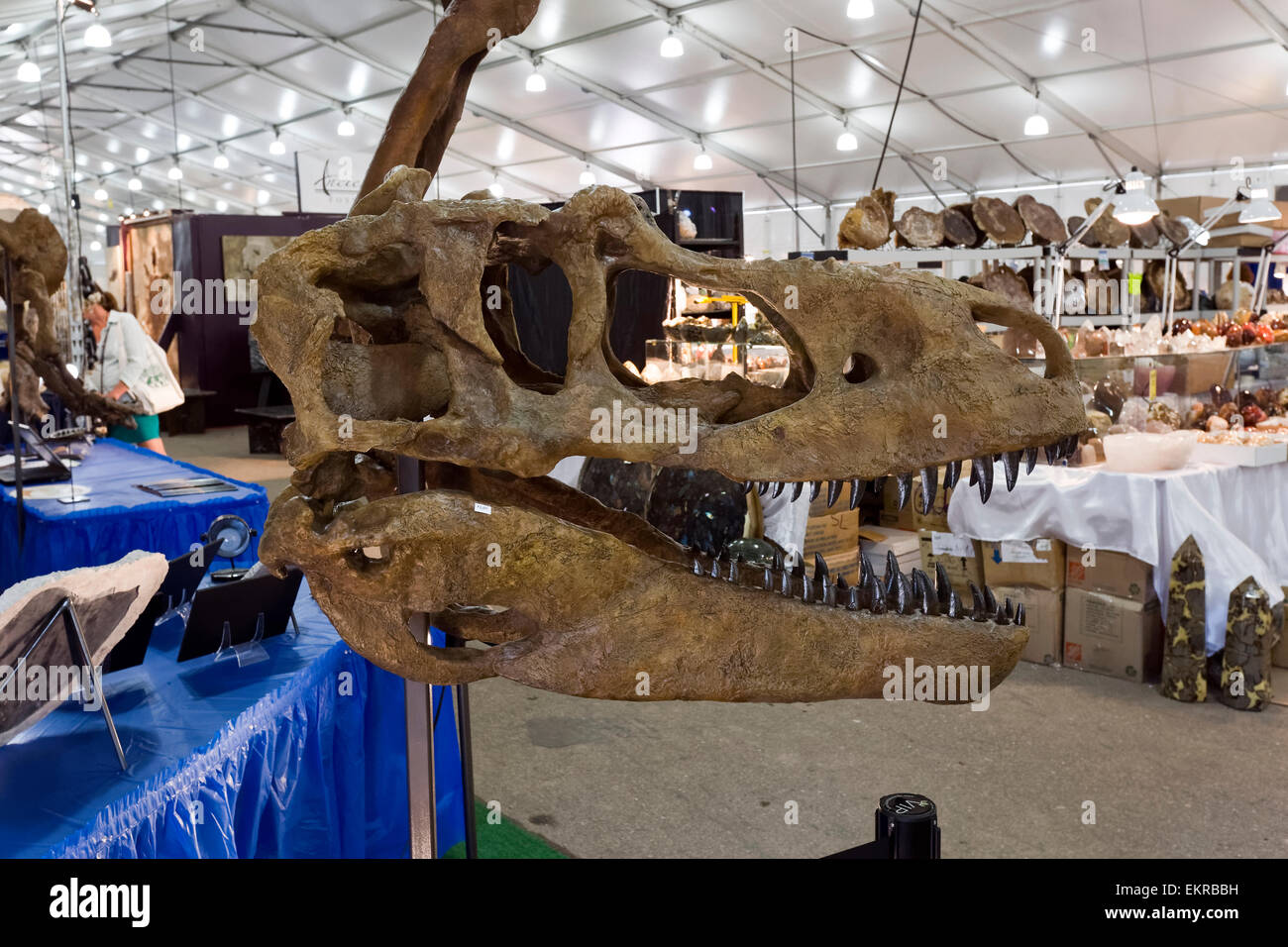 Fossile di dinosauro per la vendita, Tucson Gem e Mineral Show, Tucson, Arizona Foto Stock