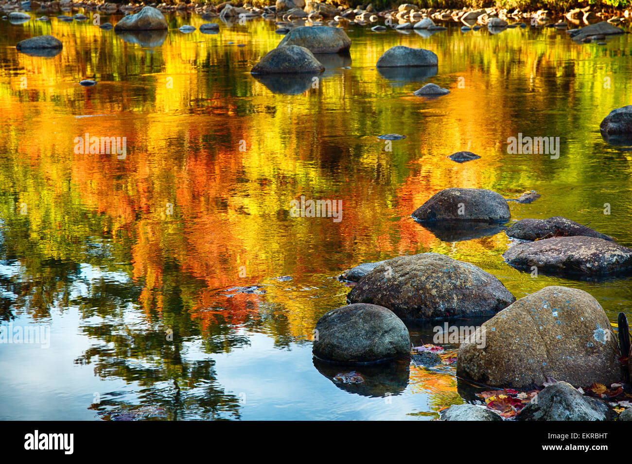 Vista ravvicinata della caduta delle foglie si riflette in un fiume,Swift River, Albany, New Hampshire Foto Stock