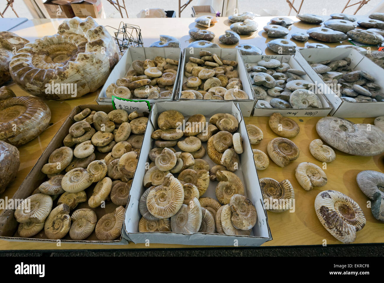 Ammonita fossili per la vendita, Tucson Gem e Mineral Show, Tucson, Arizona Foto Stock