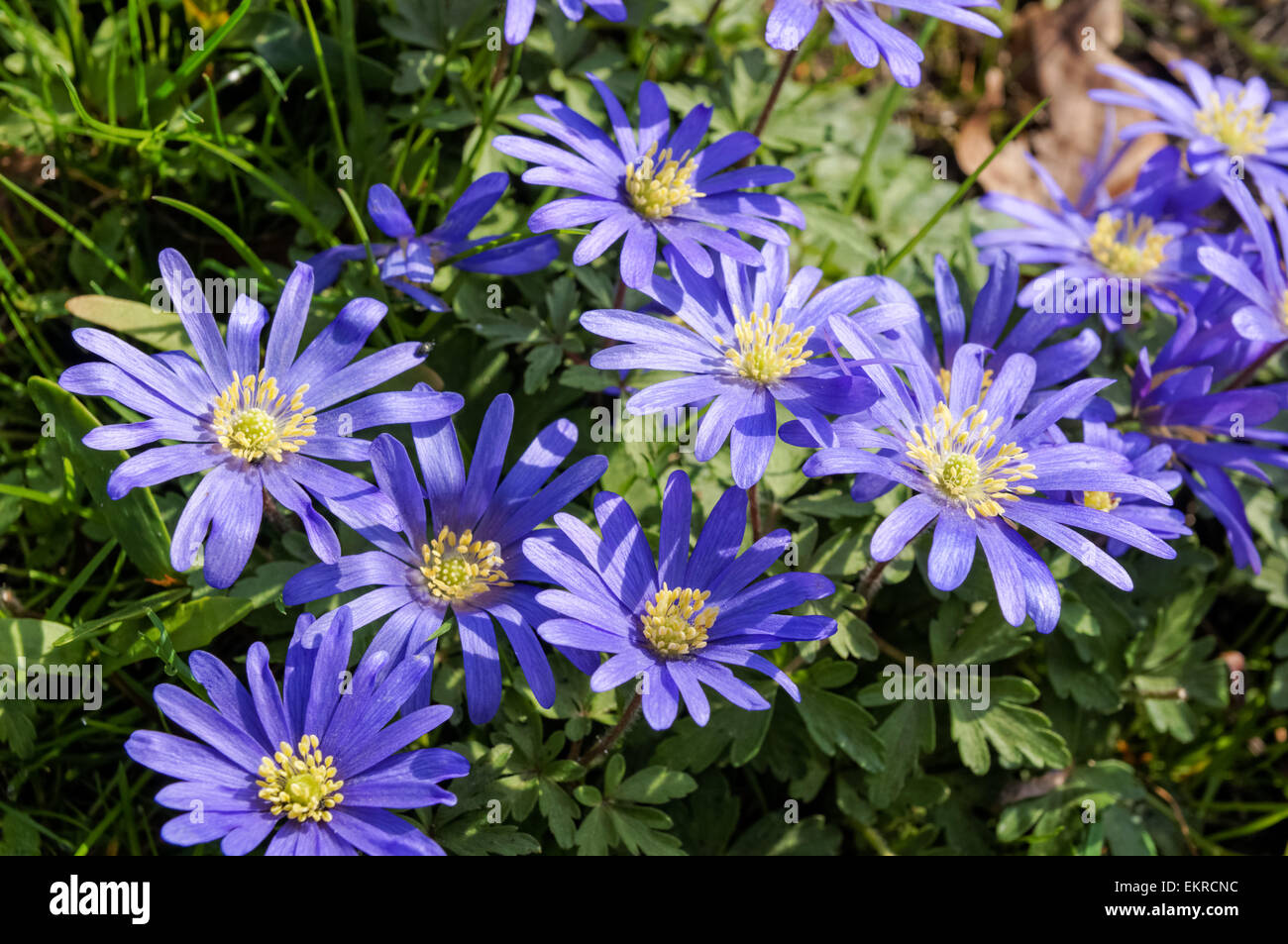 Fiori selvatici blu fioriscono in primavera sole Foto Stock
