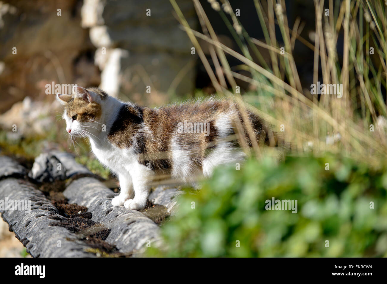 Gatto di casa (Felis silvestris catus) su un tetto in Francia Foto Stock