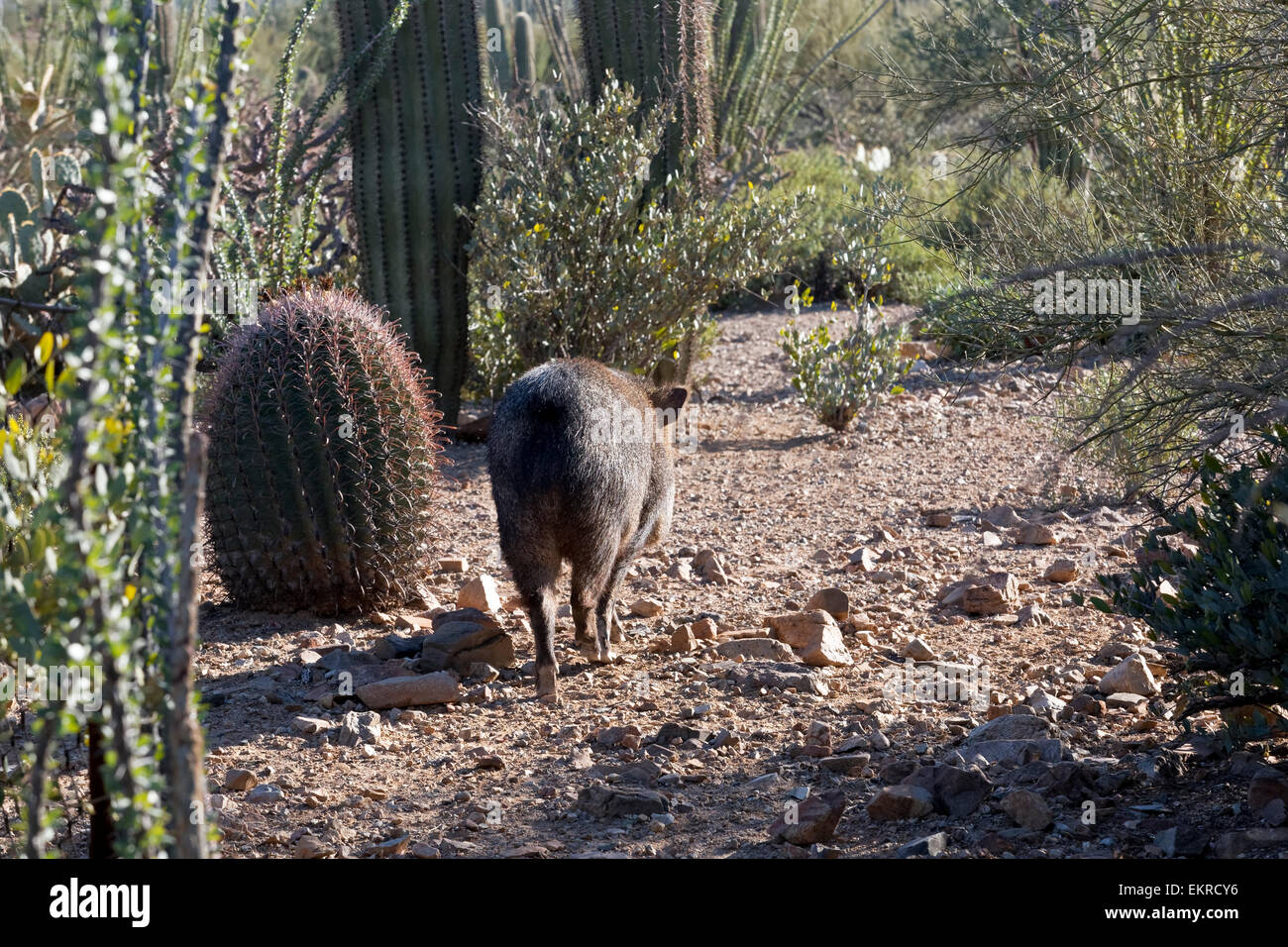 Javelina a piedi attraverso il deserto, Tucson, Arizona Foto Stock
