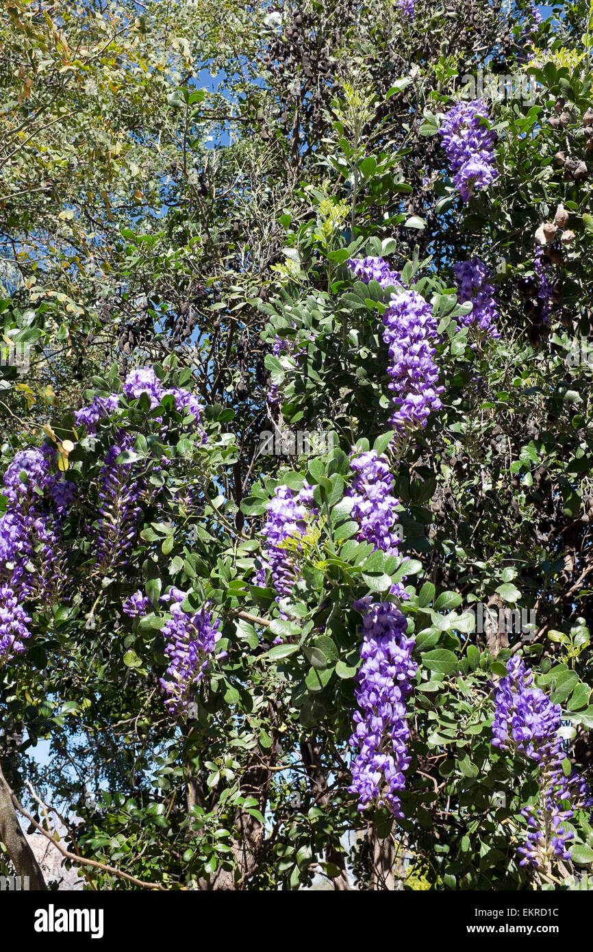 Texas Mountain Laurel (Dermatophyllum secundiflorum), Arizona Foto Stock