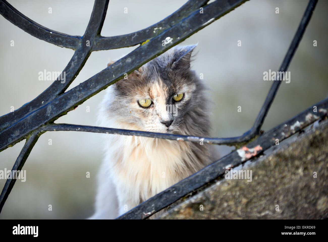 Gatto di casa dietro una ringhiera rampa Foto Stock