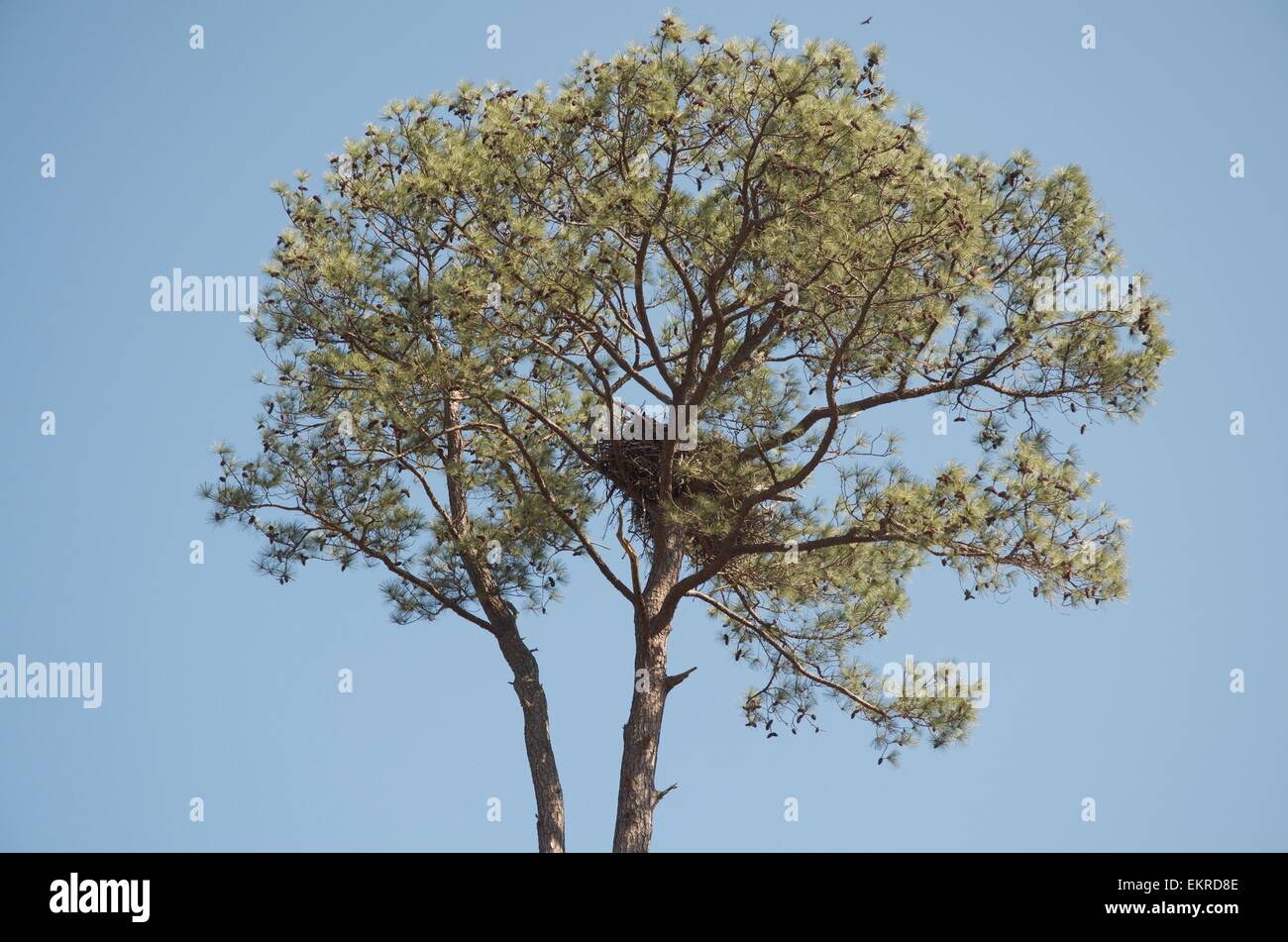 Un nido d'aquila alta in una struttura ad albero Foto Stock