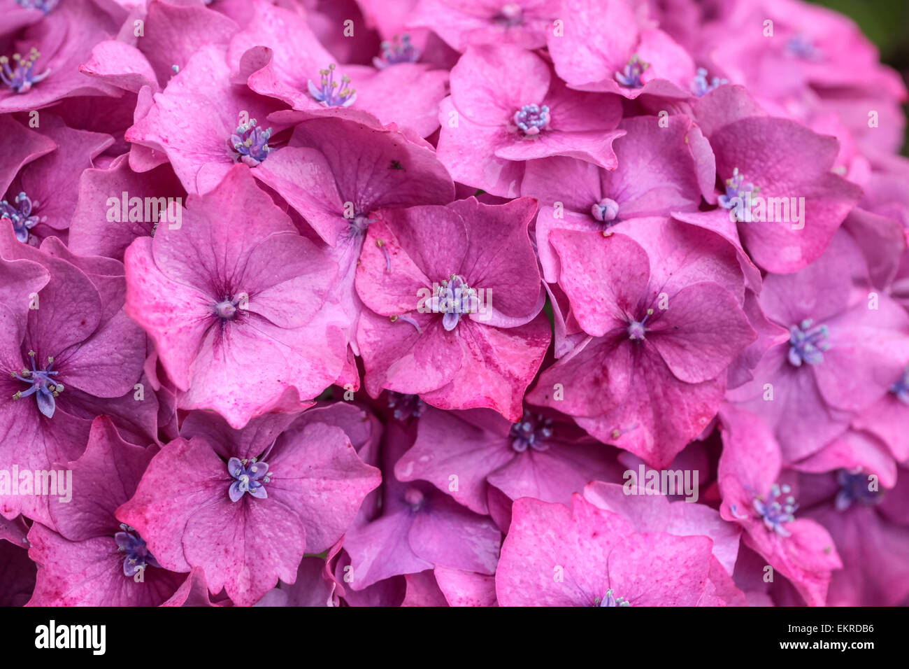 Viola hydrangea blossoms sotto la pioggia a Il Derrynane House, Caherdaniel, Killarney, County Kerry, Irlanda Foto Stock