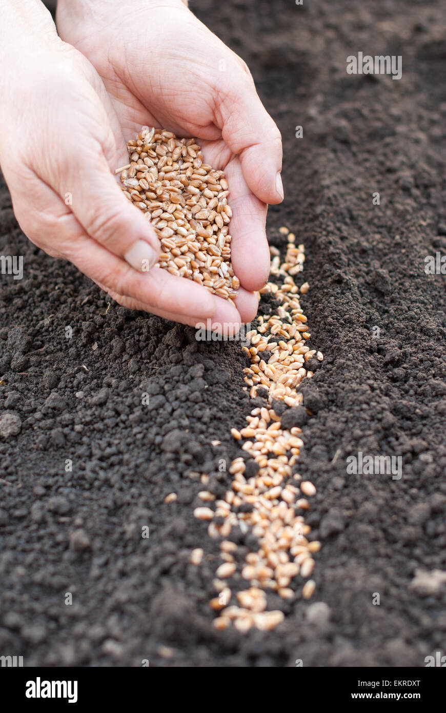 La semina del grano in terra. L'agricoltura. Foto Stock