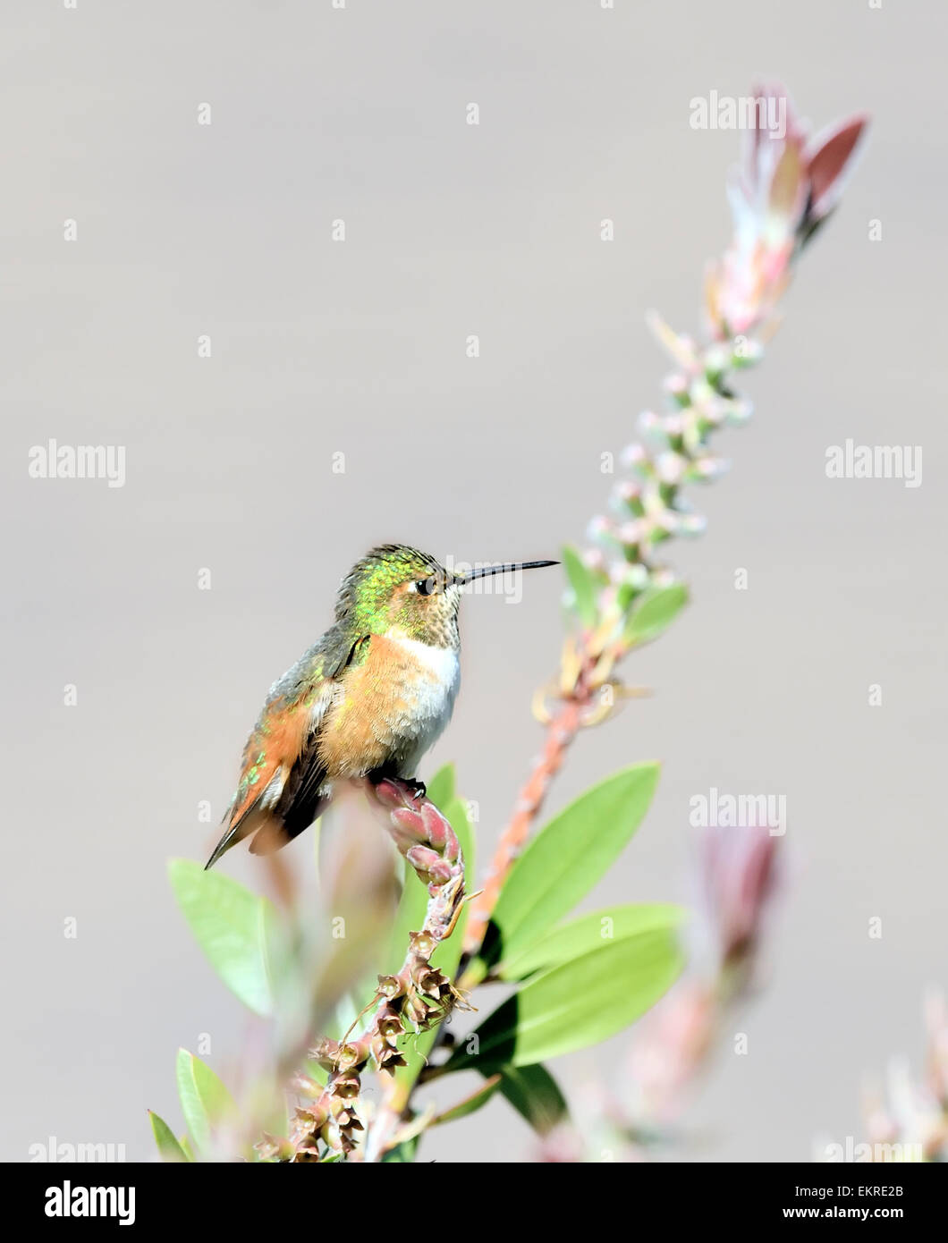 Un colibrì di Allen - Slasino di Selasforo, arroccato su un ramo, raffigurato su uno sfondo sfocato. Foto Stock