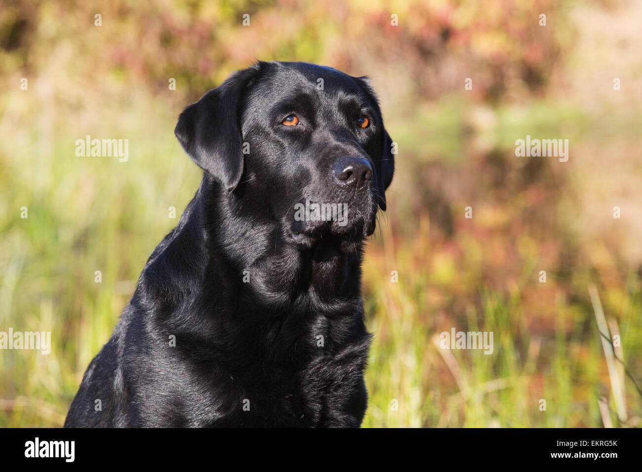 Nero Labrador Retriever in autunno; Colchester, Connecticut, Stati Uniti d'America Foto Stock