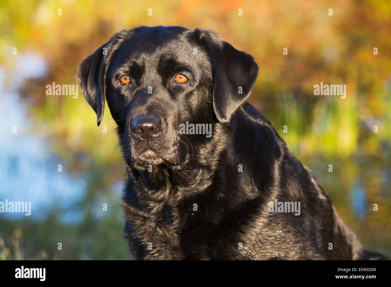 Nero Labrador Retriever da un laghetto in autunno; Colchester, Connecticut, Stati Uniti d'America Foto Stock