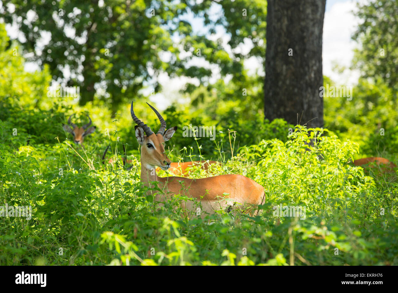 Antelope in Majete riserva faunistica in Shire Valley, Malawi. Foto Stock