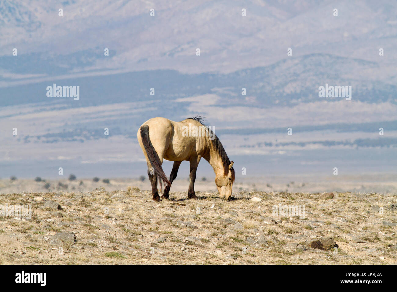 Wild Horse pascolare nel deserto occidentale dello Utah Foto Stock