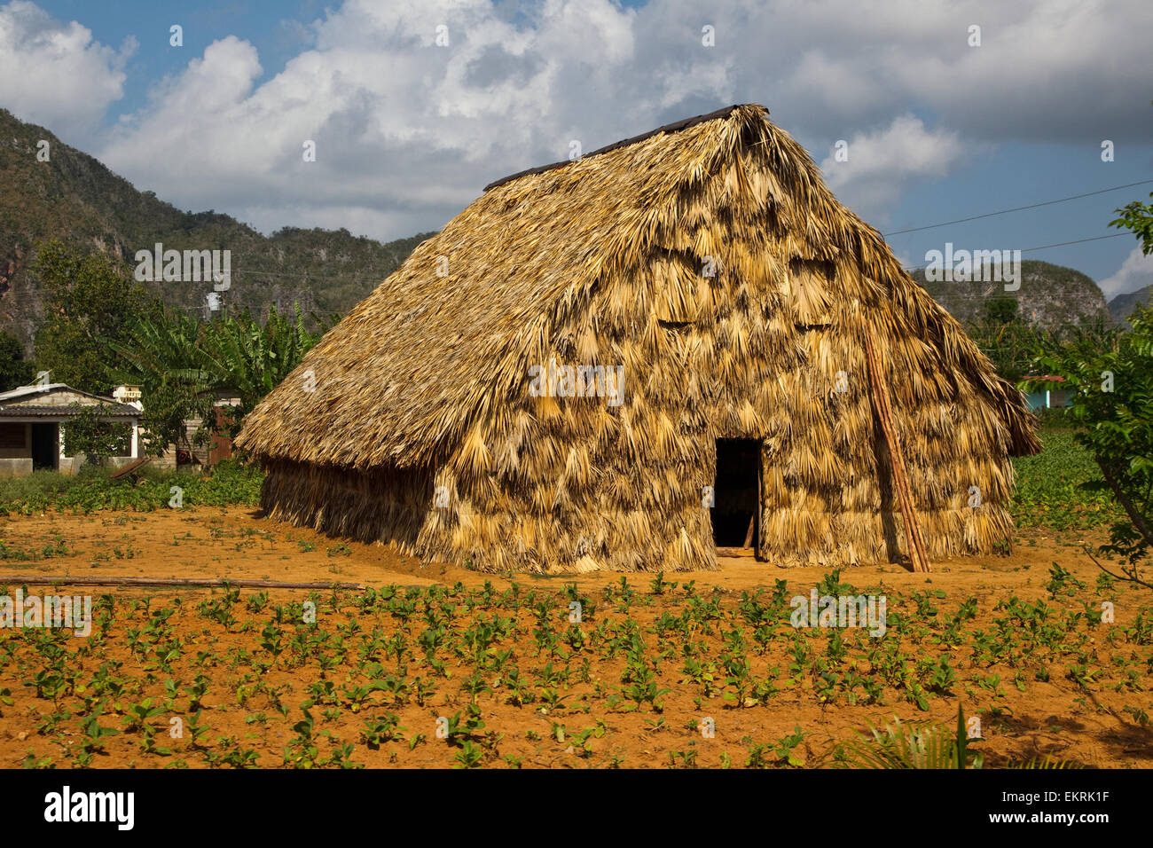 Una casa del tabacco in terreni agricoli in Vinales, Cuba con colture e piantagioni di tabacco Foto Stock
