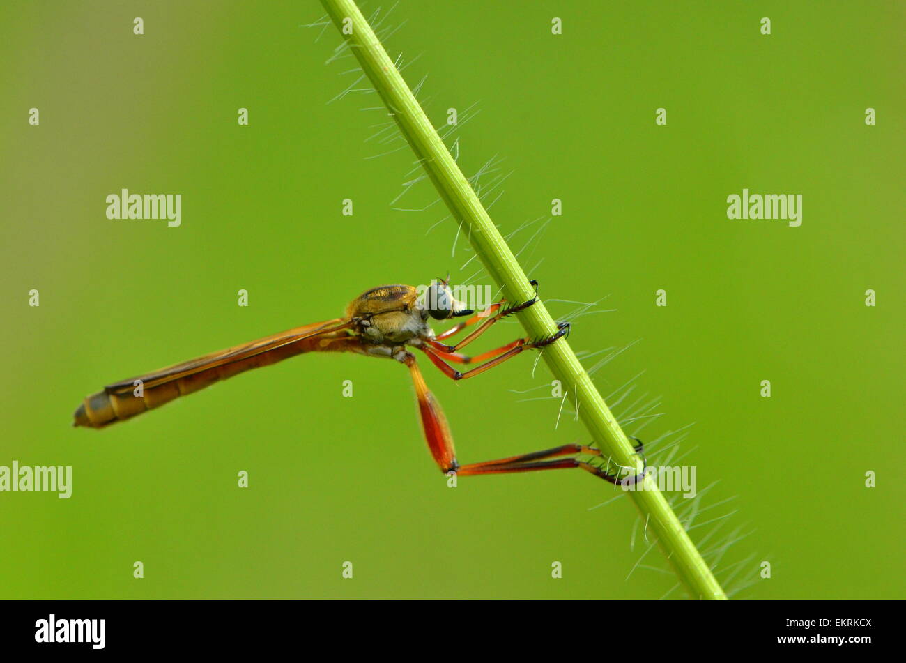 Skinny robberfly sospesi dal gambo verde nel famoso Parco Nazionale Kruger - Mpumalanga in Sudafrica. Foto Stock