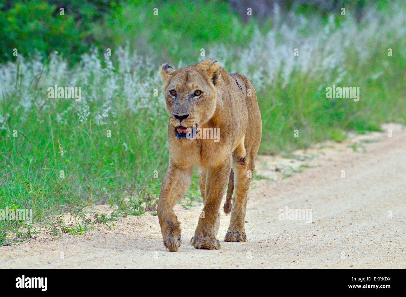 Skinny vecchia leonessa lottando per camminare per strada. Ferite sulla gamba. Vecchio e sbiadimento, Kruger Park, Sud Africa Foto Stock